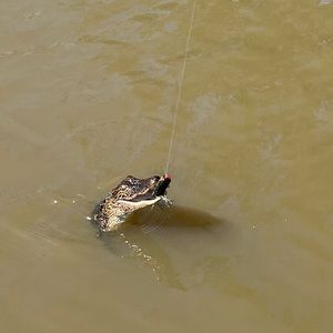 Meet your Posher, Bryce